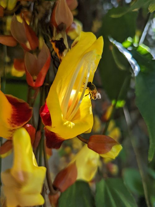 Bee in a yellow flower.